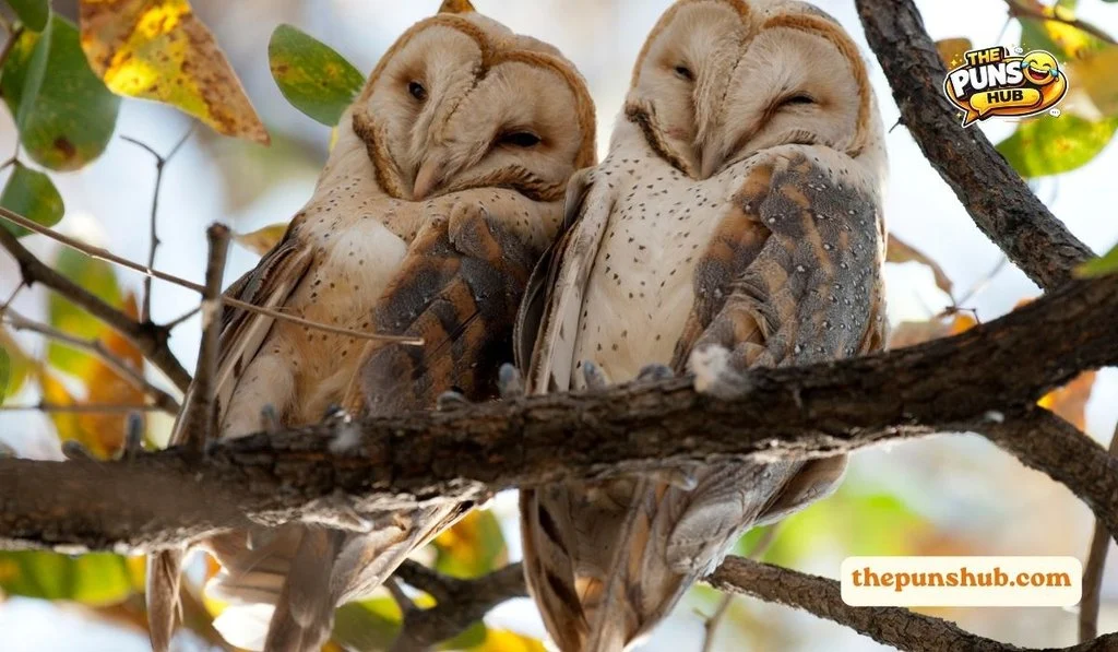 Funny Owl Puns