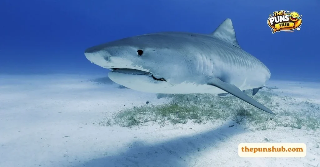 Shark Puns One Liners